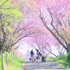 八重桜のトンネル