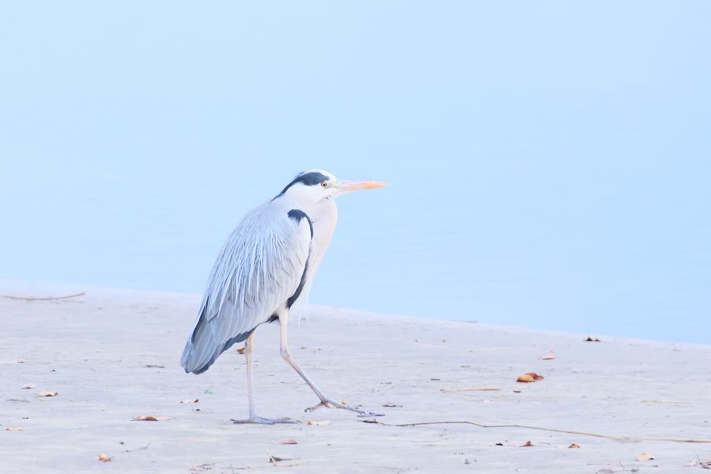 ビーチのアオサギ