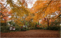 十枝の森の紅葉