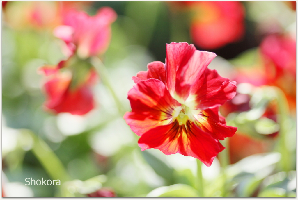 Red viola