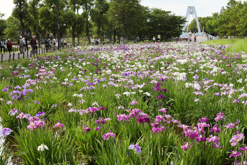 菖蒲祭り