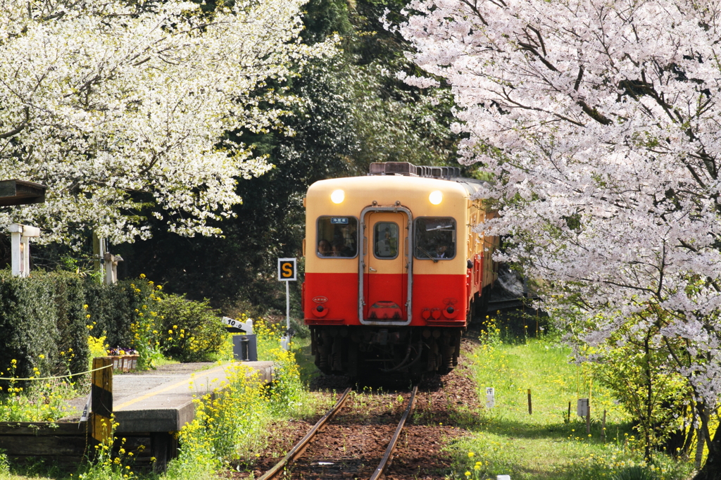 桜咲く駅