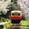 桜咲く駅