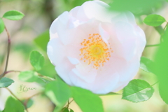 草笛の丘の薔薇6