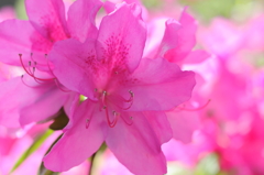 鮮花