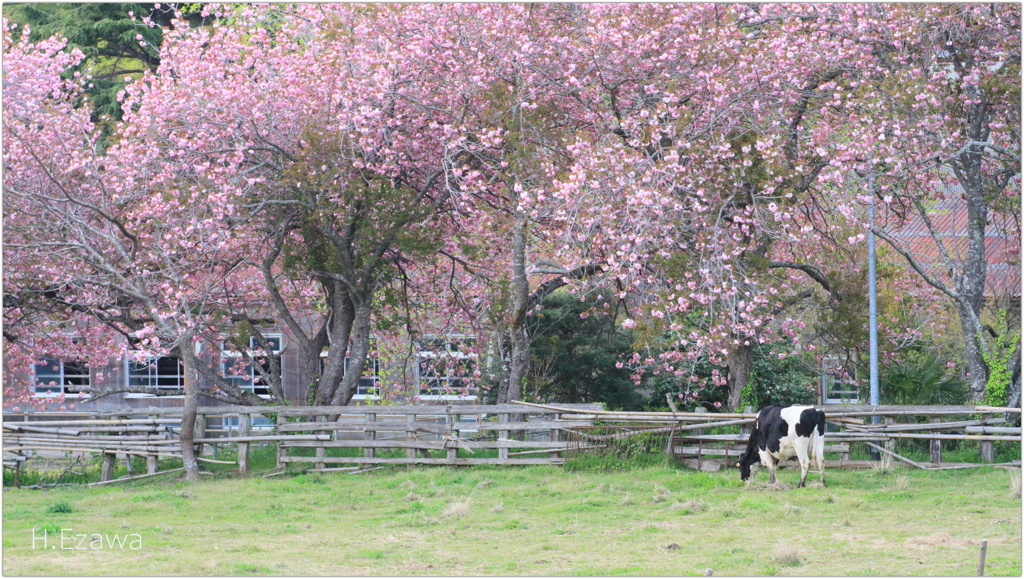 八重桜の牧場