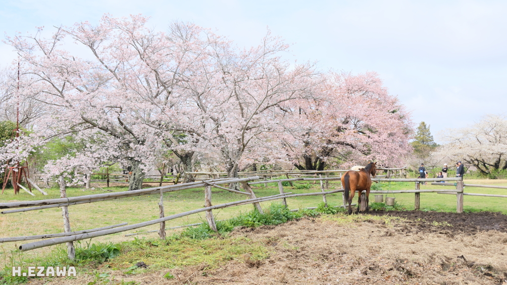 桜咲く牧場で3