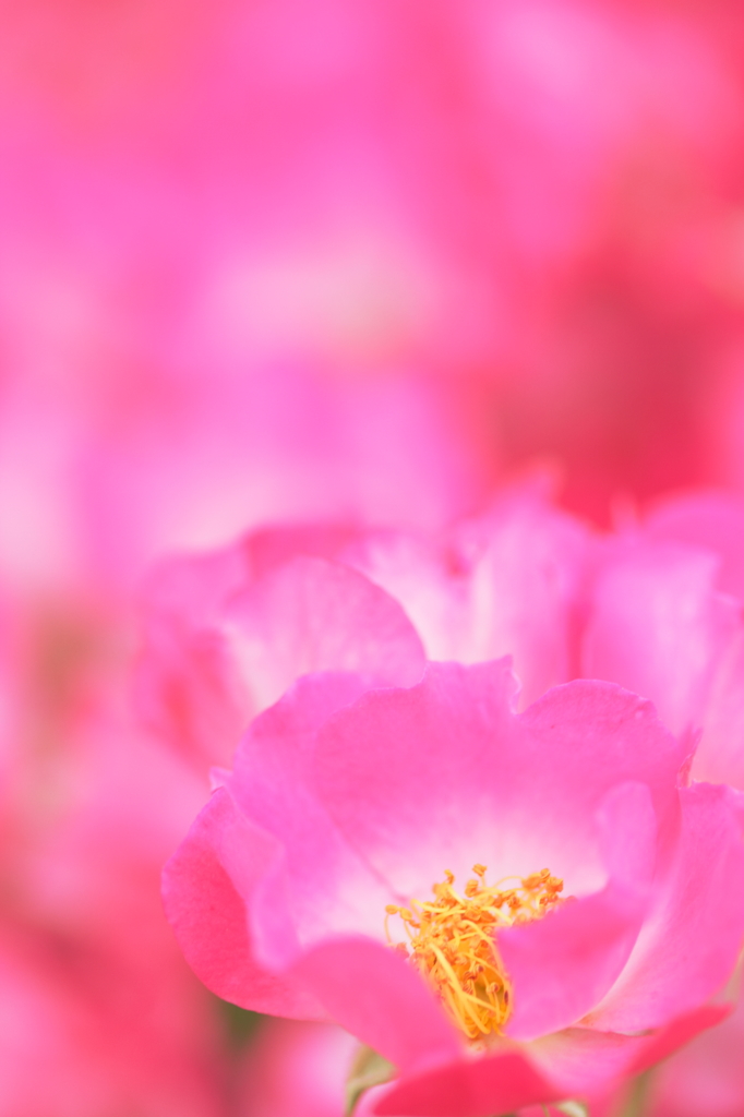 薔薇ヶ原