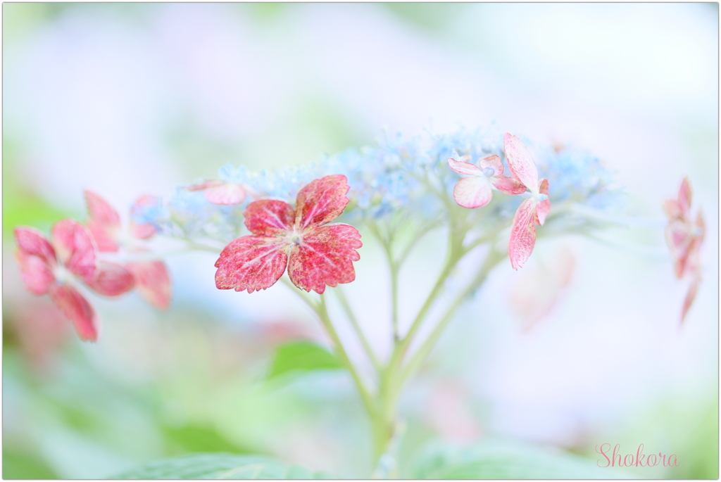 Red decoration