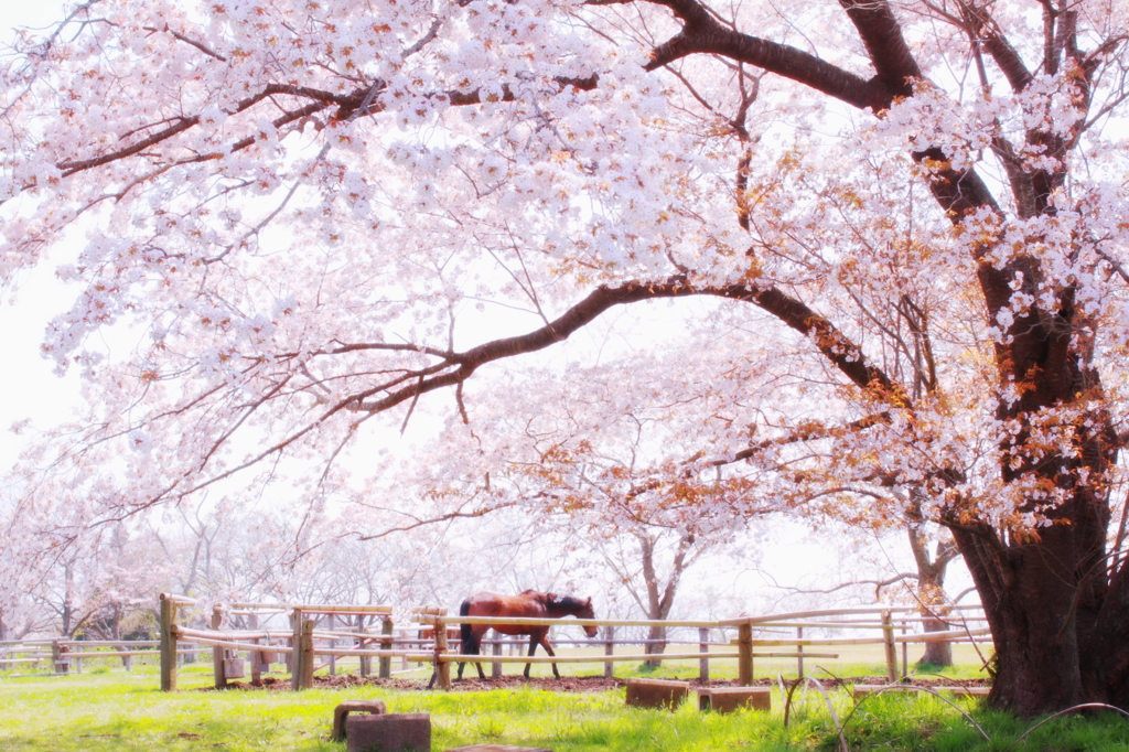 牧場の大きな桜