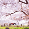 牧場の大きな桜