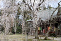 栄福寺の枝垂れ桜Ⅶ