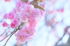 八重桜2