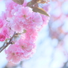 八重桜2