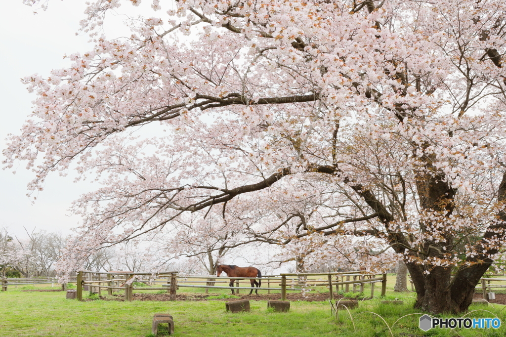 牧場の山桜