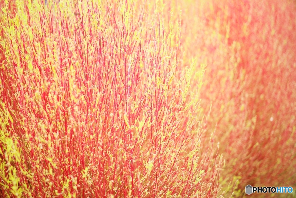 Kochia