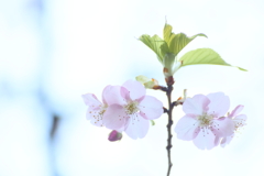 河津桜5