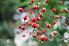 Rosehips