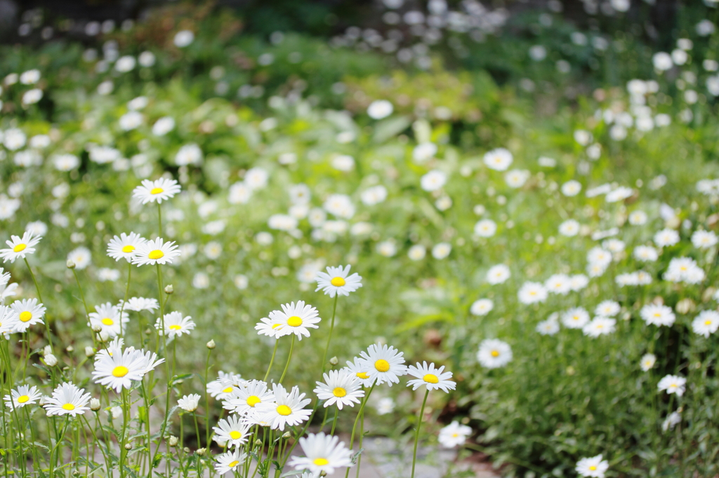 Garden of Daisy