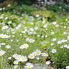 Garden of Daisy