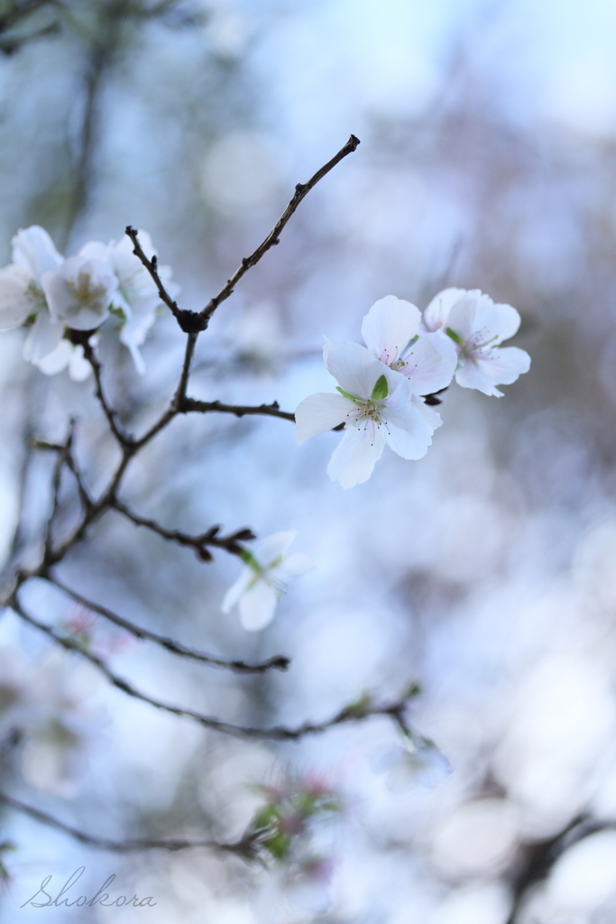 晩秋桜