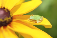 Yellow bed