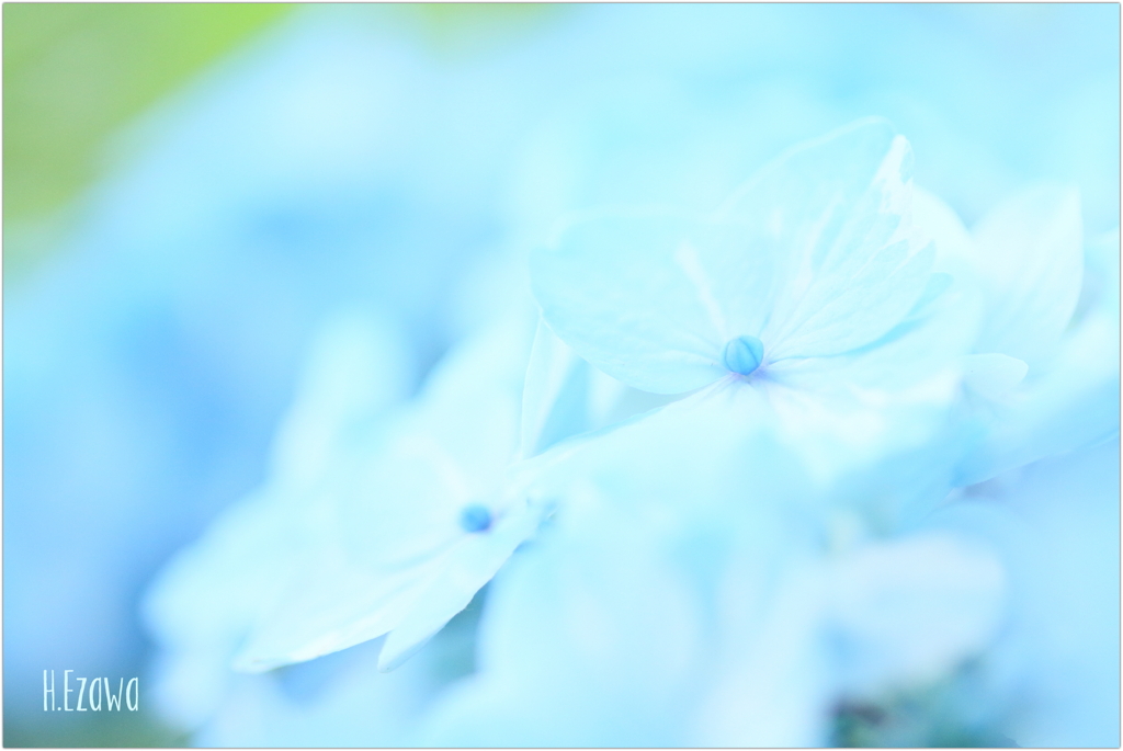 June flowers3