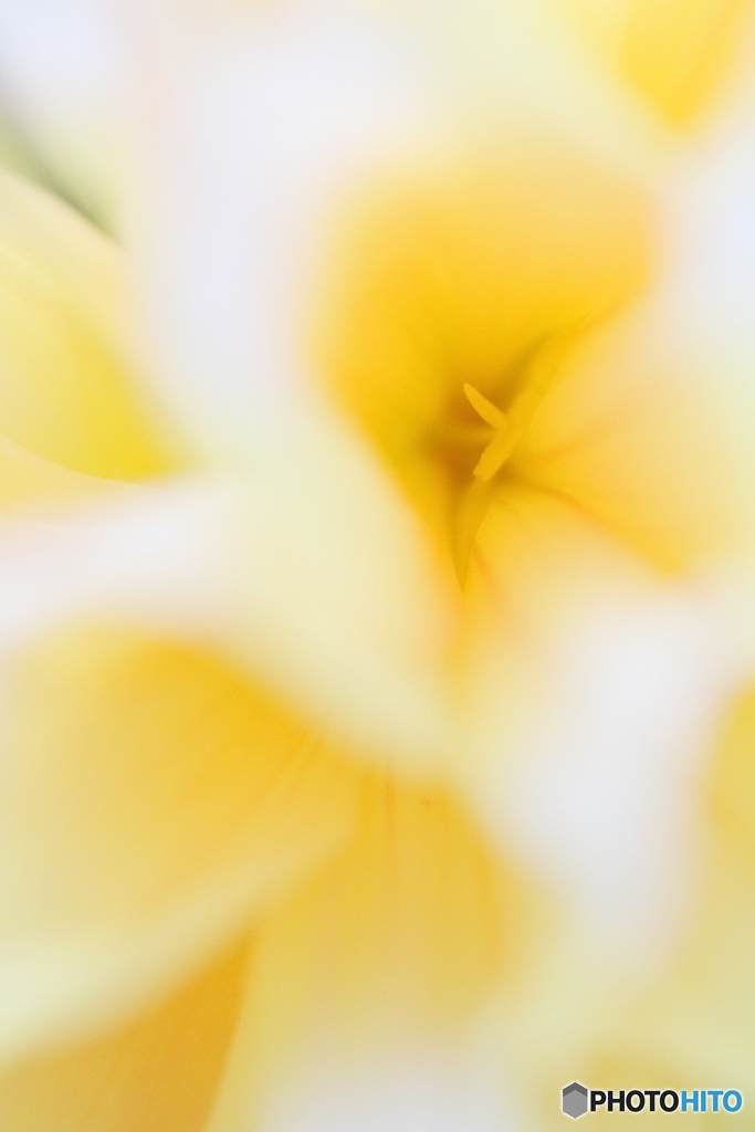 Secret of the beauty