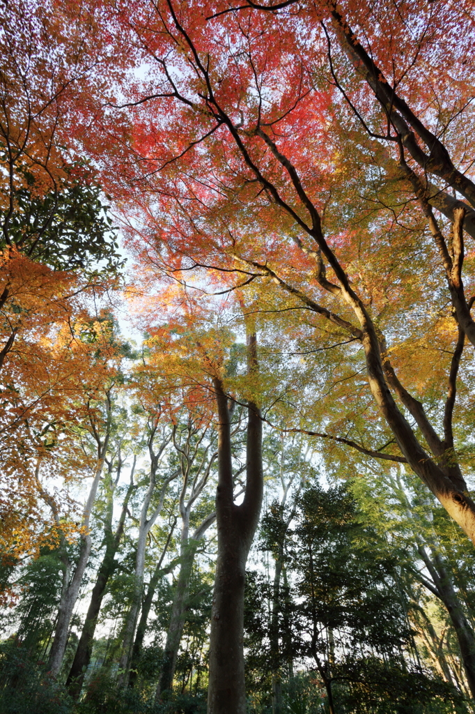 森の紅葉