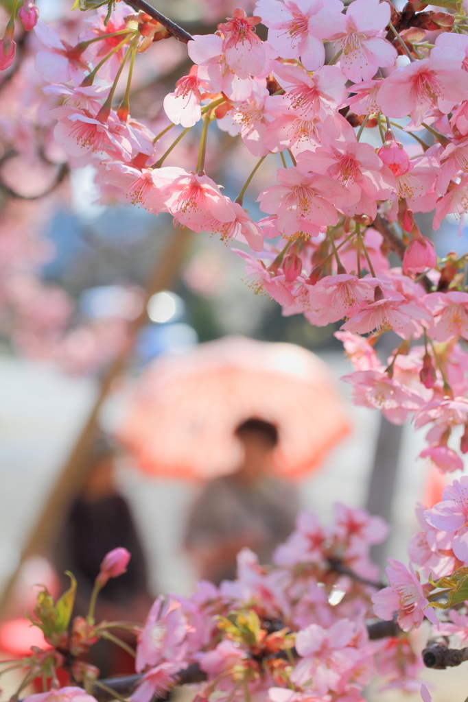 お花見