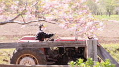 桜とトラクター