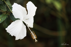 White hibiscus