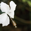White hibiscus