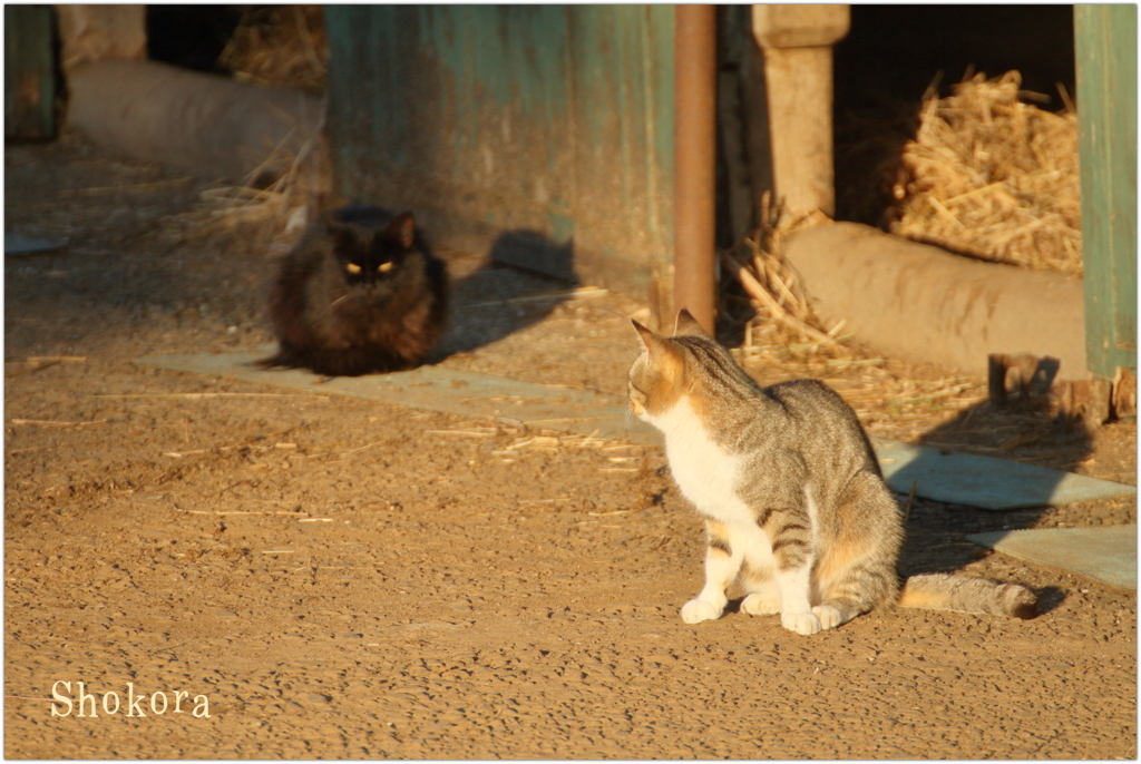 牧場のねこ