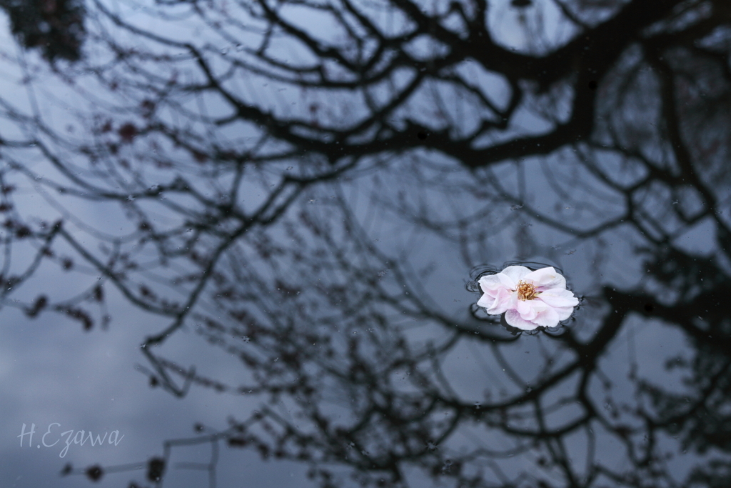 水上の一輪