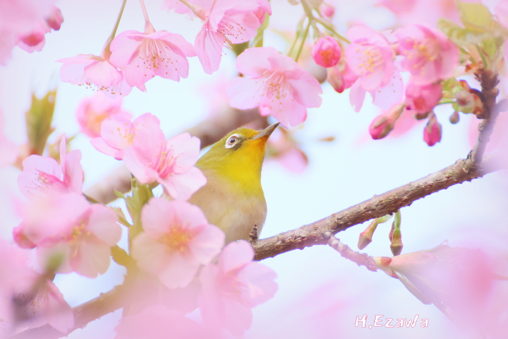 さくじろう