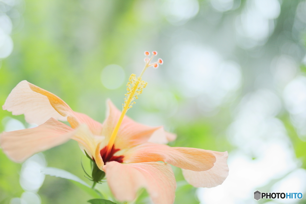 Tropical IslandⅡ