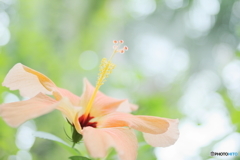 Tropical IslandⅡ