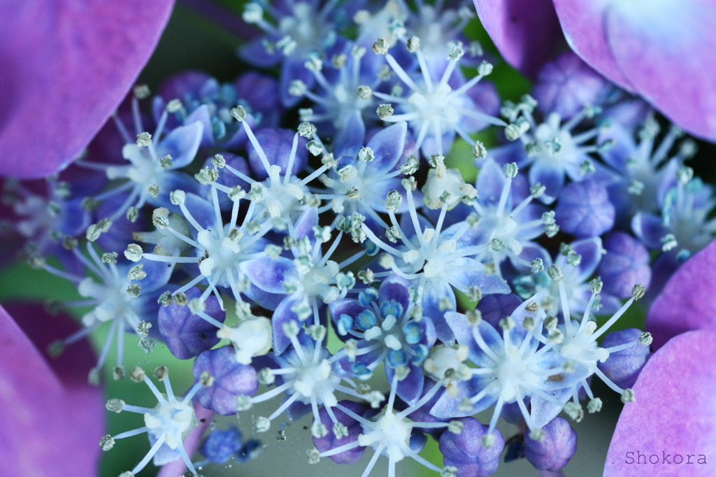 ちいさな花火
