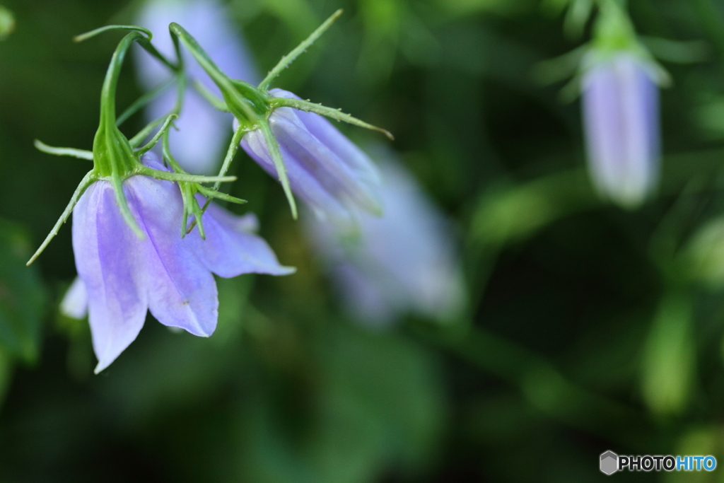 紫小花