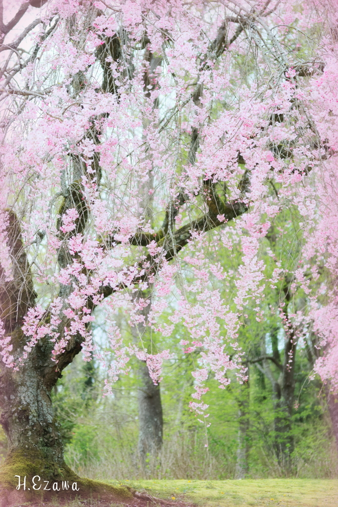 美術館の桜8