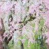 美術館の桜8
