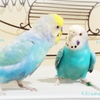 なかよし