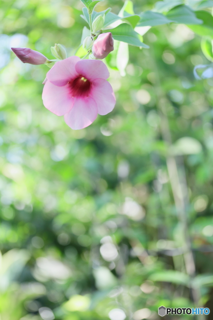 南国の森～アラマンダ～