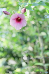 南国の森～アラマンダ～