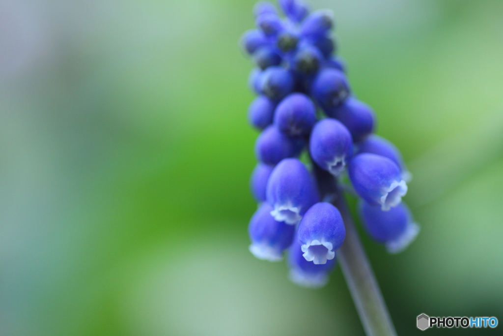 Blue tree