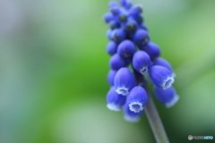 Blue tree