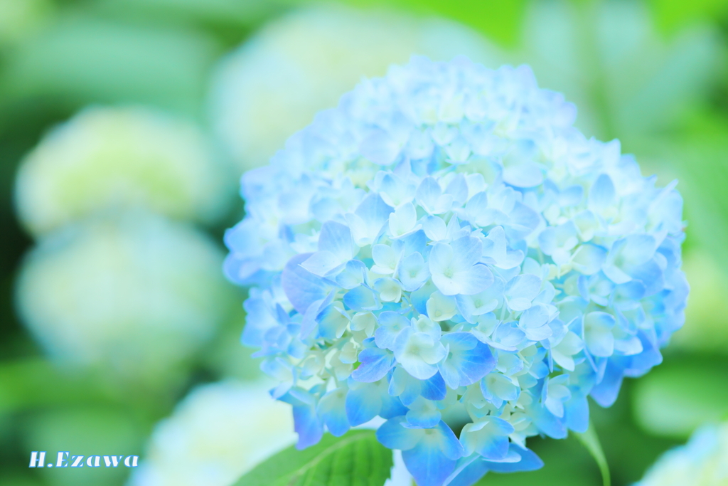 6月の顔
