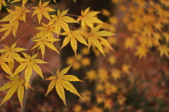 黄葉たち