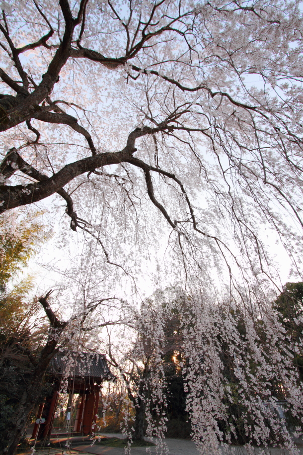 桜空